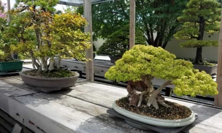 Watering Bonsai How Often Do You Water The Bonsai Tree?