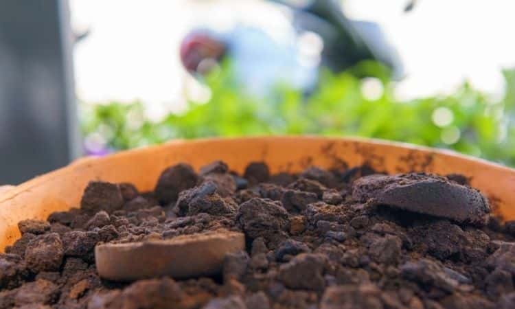 Coffee Grounds As Fertilizer Use And Benefits Of Home Product