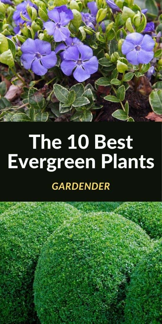 The 10 Best Evergreen Plants (Overview)
