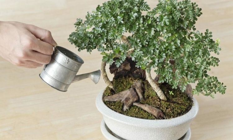 Watering Bonsai How Much And How Often To Water The Small Tree?