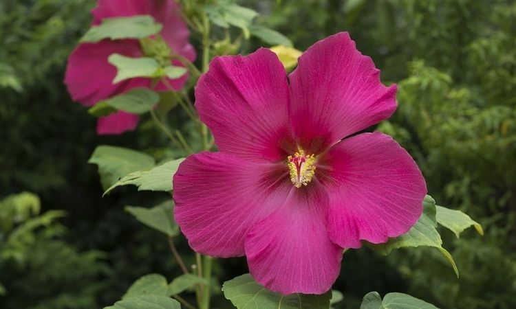 Fertilize Hibiscus Care Tips For The Perfect Bloom