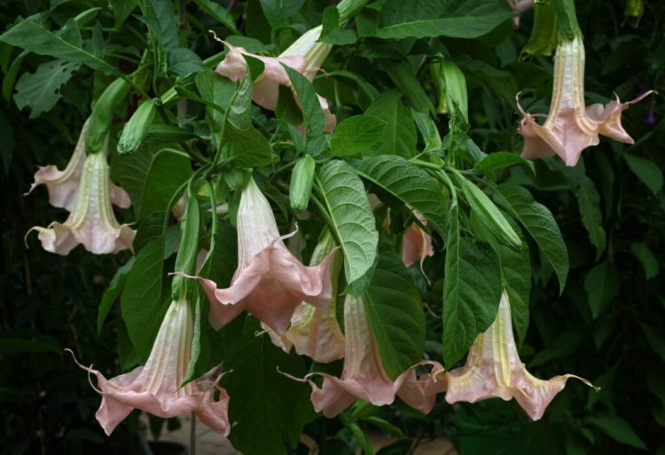 Angel's Trumpet Plant Overwintering, Multiplying And Cutting Of Brugmansia