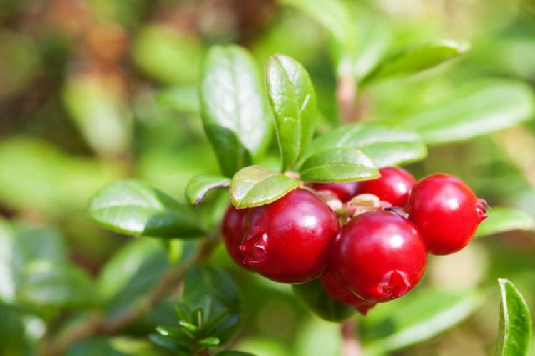 10 Healthy Herbs For Dogs Use This Herbs With Healing Properties From