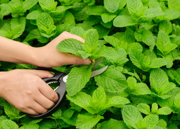 Cutting Mint Timing, Procedure And Flowering Gardender