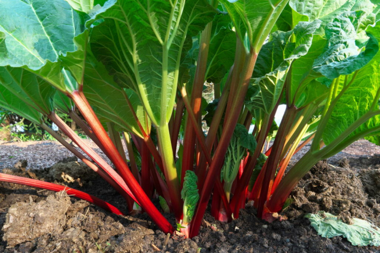 Fertilizing Rhubarb When, How And With Which Fertilizer?