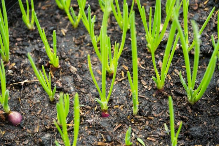 How To Plant Shallots Growing The Asian Onion