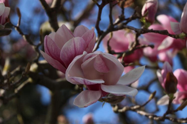 When Do Magnolia Trees Bloom Reasons For Missing Blossoms