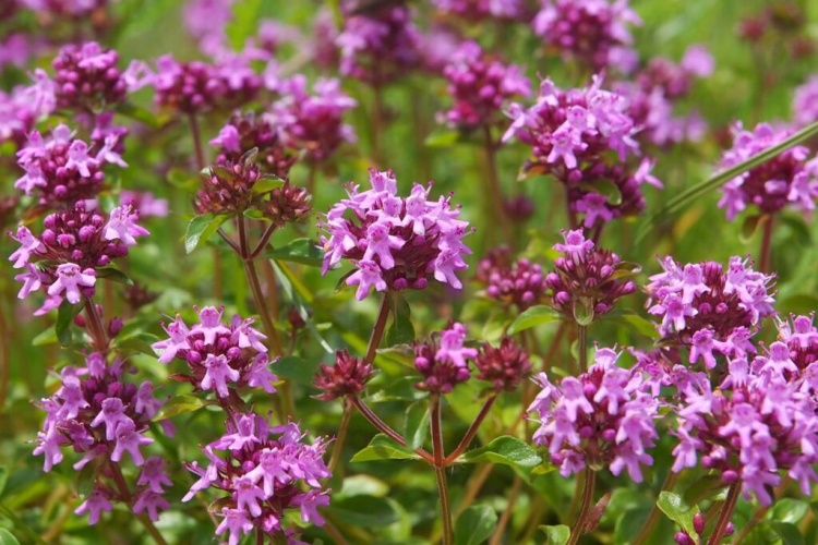Wild Thyme Plant Planting And Cutting Of Thymus Serpyllum Gardender