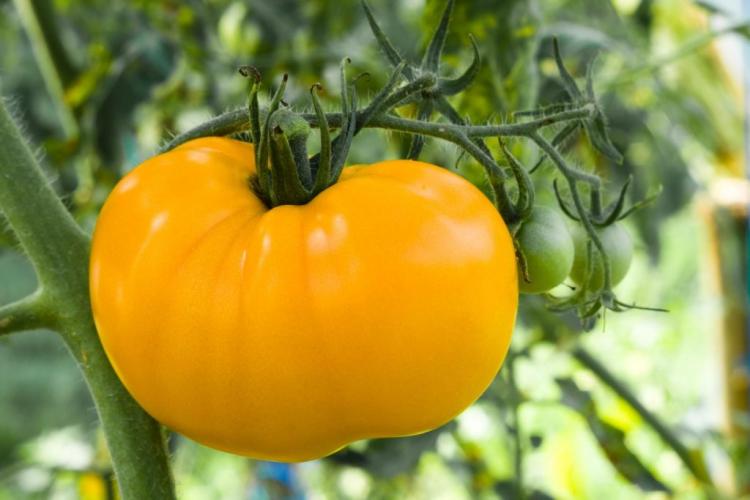 Yellow tomatoes the best varieties and tips for planting