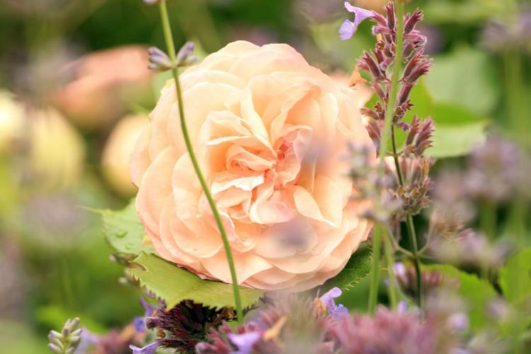 The 12 Most Beautiful Rose Classes At A Glance
