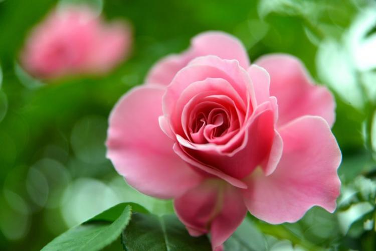 The 12 Most Beautiful Rose Classes At A Glance