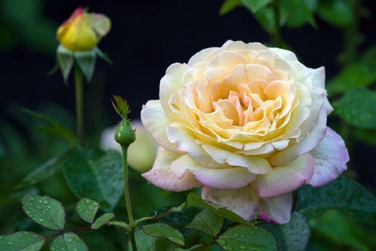 The 12 Most Beautiful Rose Classes At A Glance