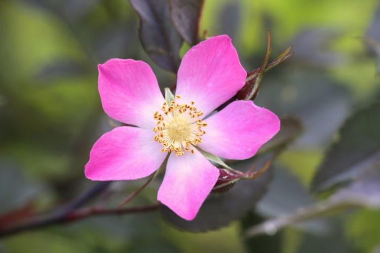 The 12 Most Beautiful Rose Classes At A Glance