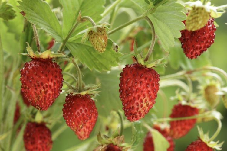 Wild Strawberry Planting, Care And Propagation Gardender
