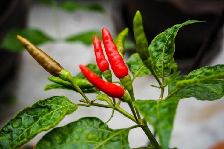 Chili Everything You Need To Know About Planting, Caring For And