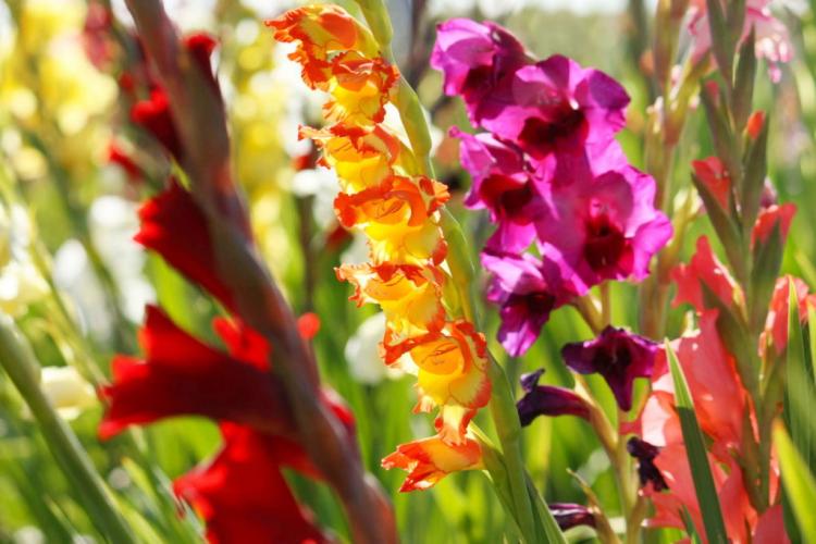 Gladiolus Helpful Tips For Planting, Cutting And Caring For