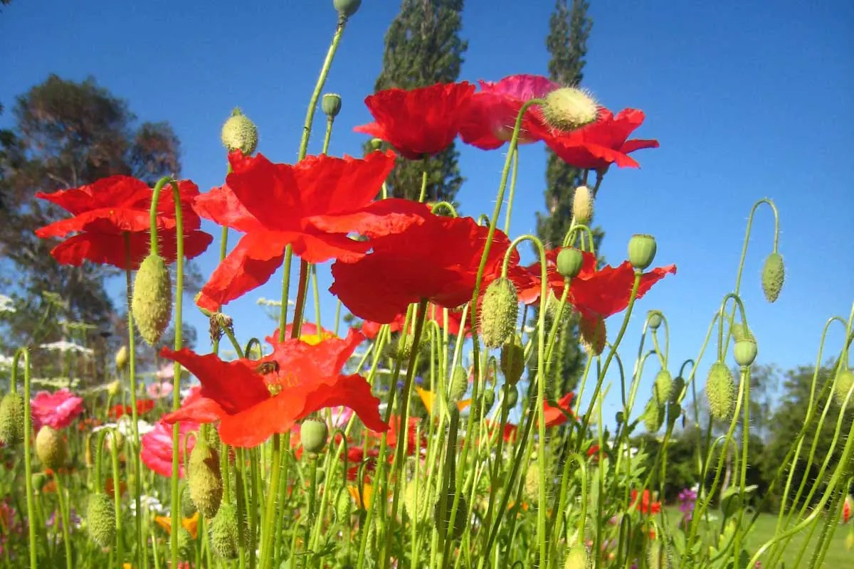 Benson Meadow Garden Design Co