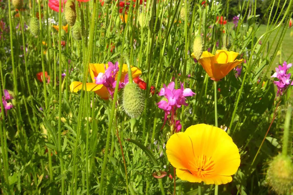 Benson Meadow Garden Design Co