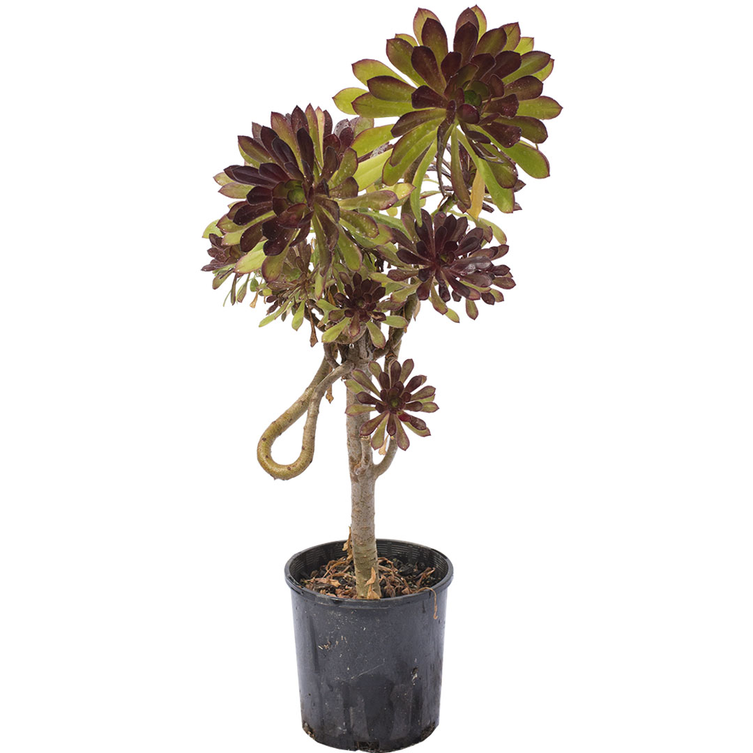 The Black Rose Online Plant Shop Adelaide