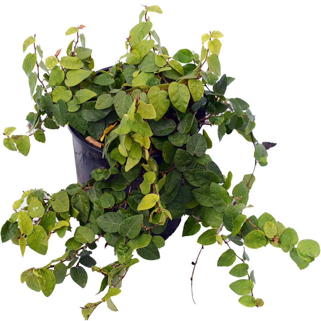 Creeping Fig Online Plant Shop Adelaide