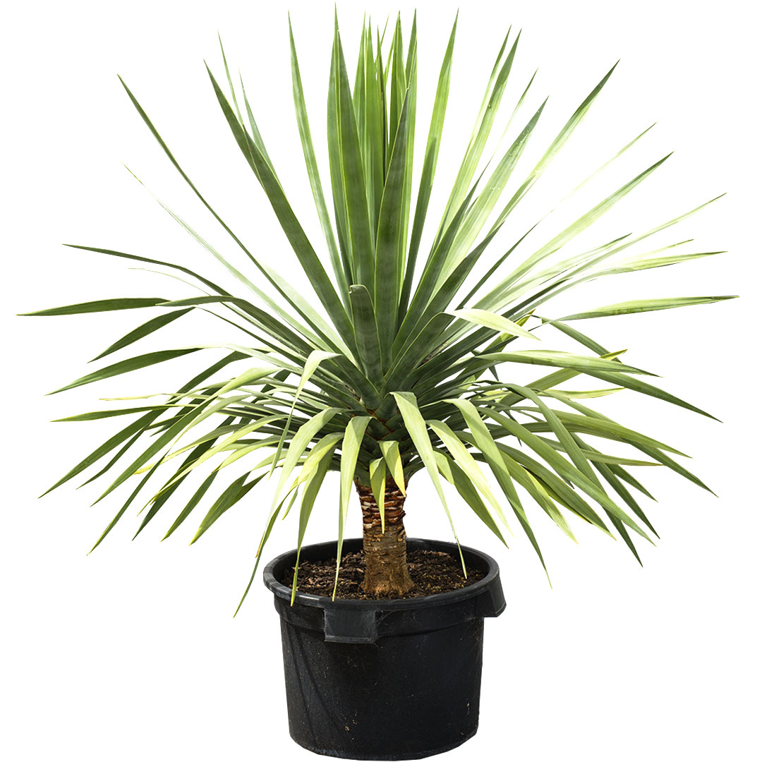 Dragon Tree Online Plant Shop Adelaide