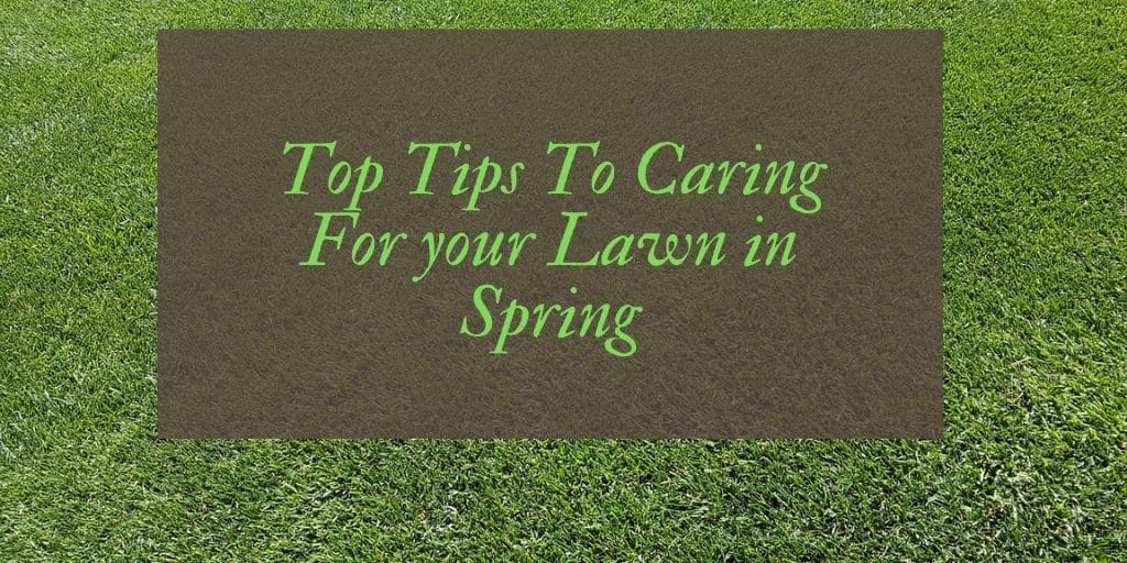 Spring Lawn Care Guide Top UK Gardening Advice