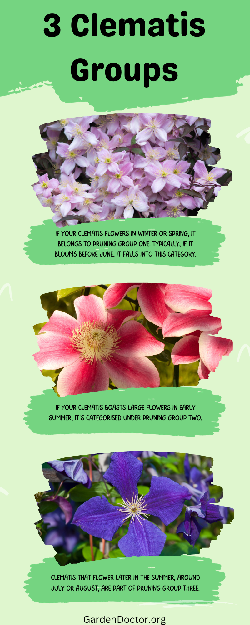 What to do With Clematis After Flowering? Garden Doctor
