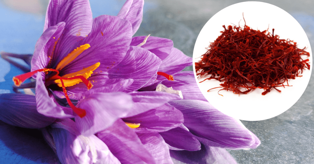 Can You Grow Saffron In The UK? Garden Doctor
