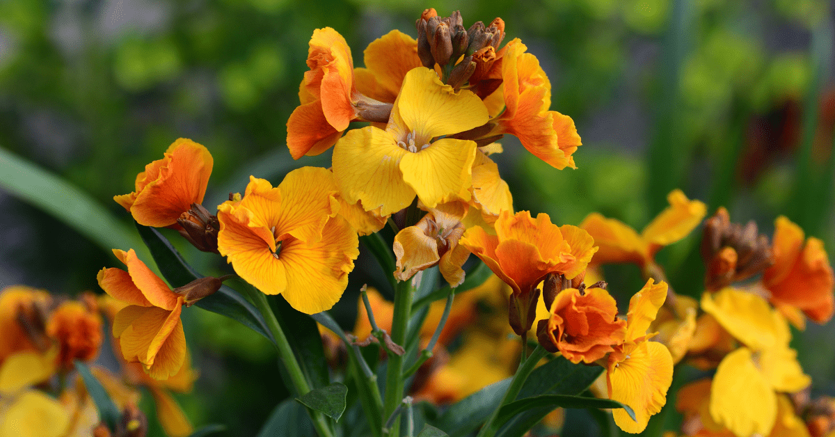 What To Do With Wallflowers When They Finish Flowering? Garden Doctor