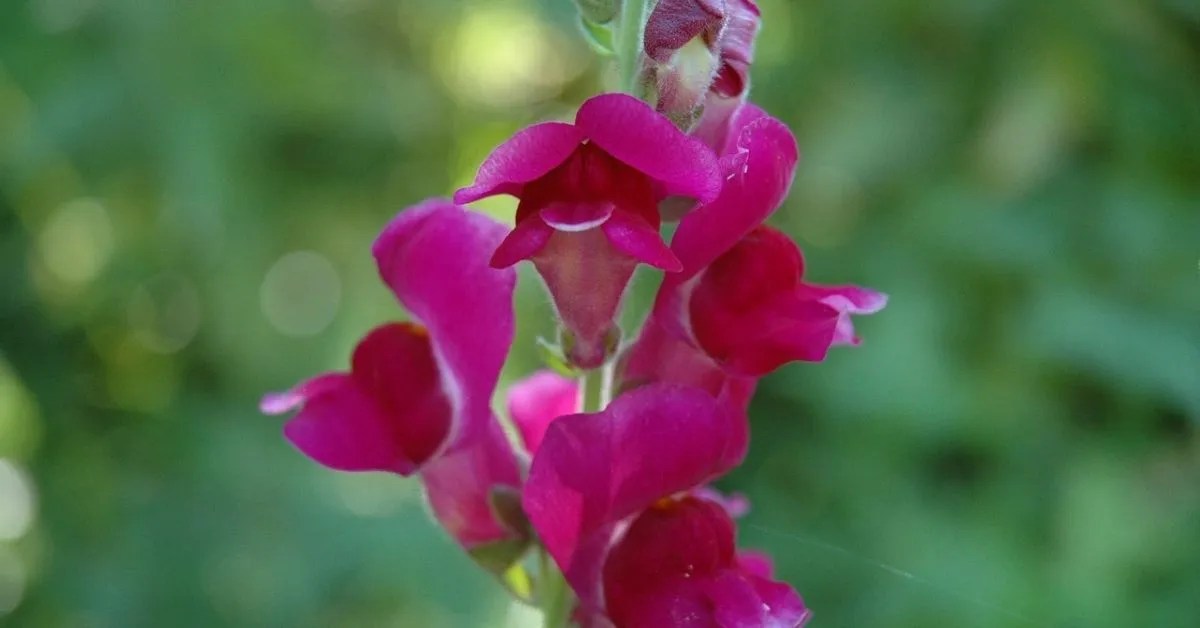 What to do with Snapdragons After Flowering How to Deadhead