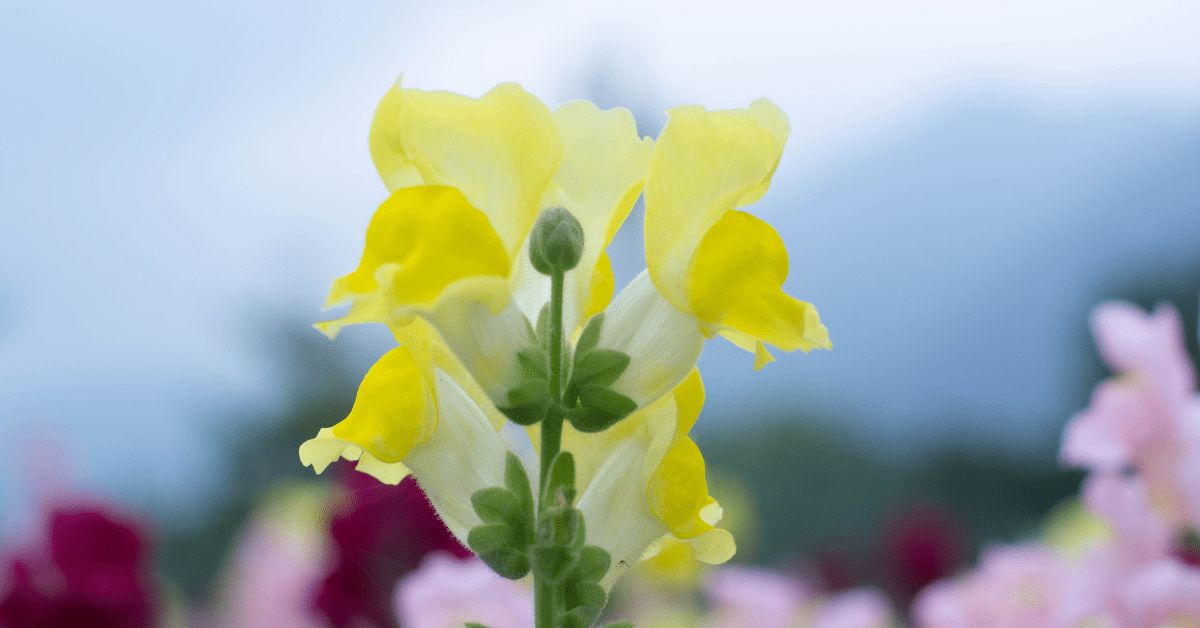 What to do with Snapdragons After Flowering How to Deadhead Snapdragons Garden Doctor