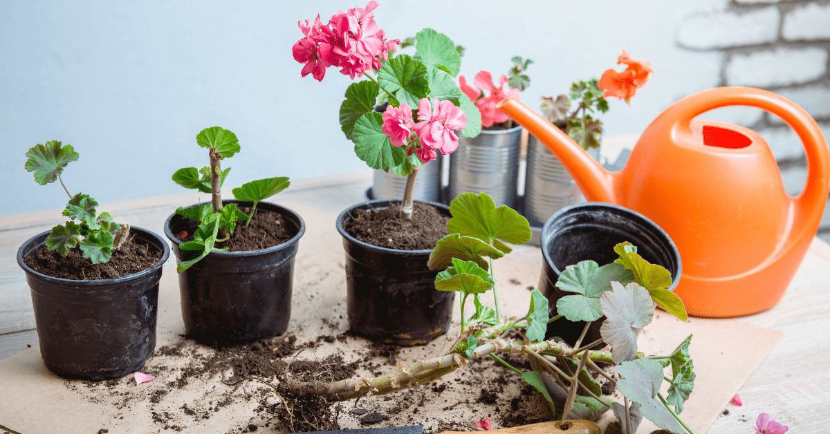How to Overwinter Geraniums? Garden Doctor