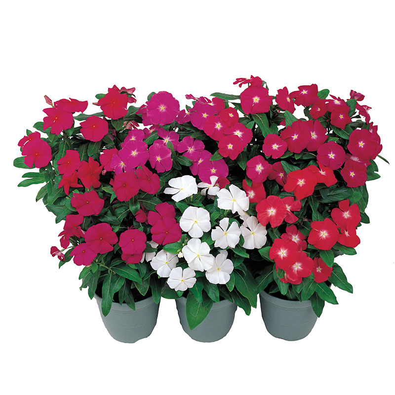 Vinca Victory Mix seeds pack of 25 seeds imported