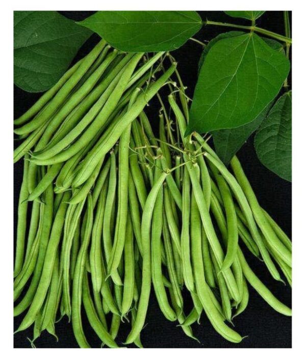 Beans Lobia long green pack of 20 seeds