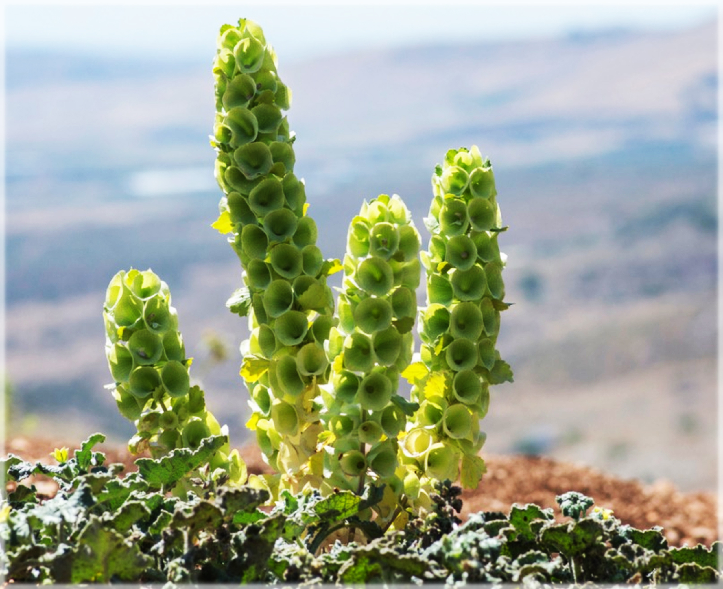 Bells Of Ireland Pack Of 2530 Seeds Mix Desi