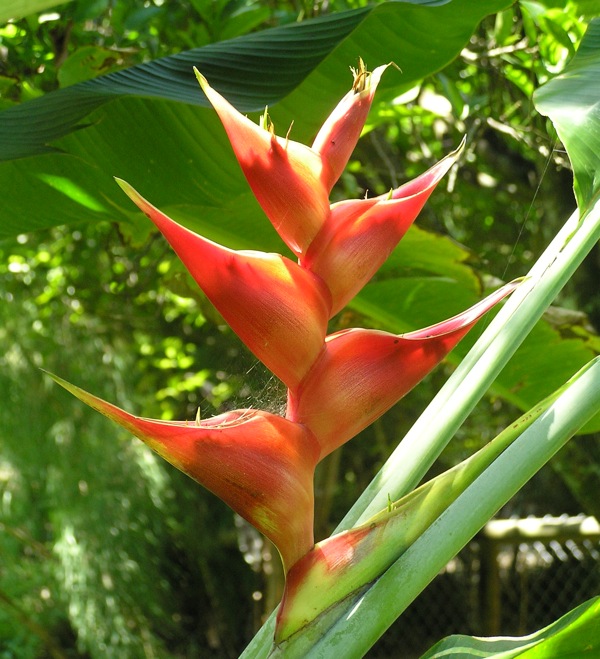 10 plants for a subtropical summer