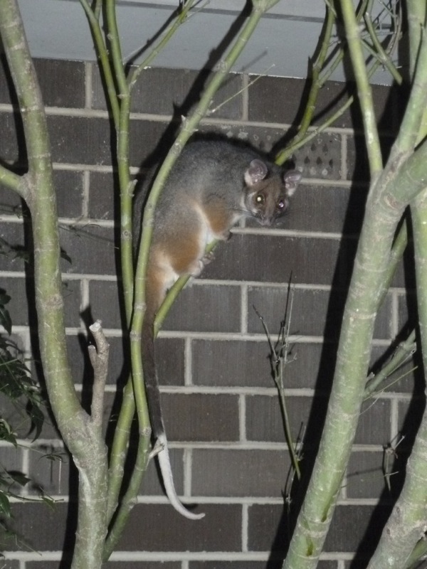 Possum Tree Guard The American Mastermind
