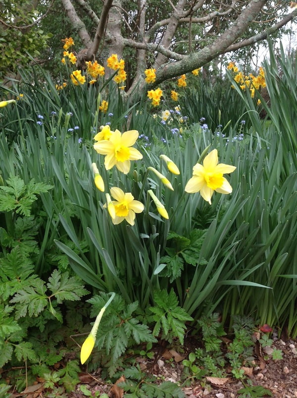 Daffodils galore GardenDrum