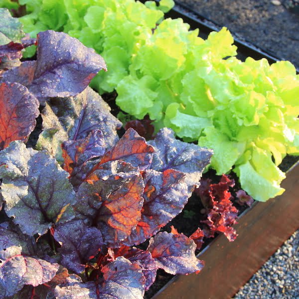 Edible plants to grow in the shade GardenDrum
