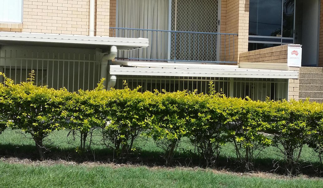 Choosing plants for subtropical hedges