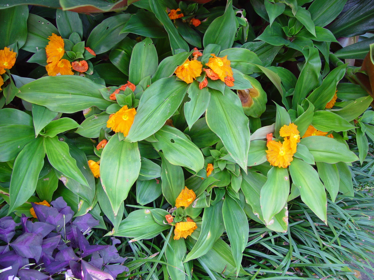 The Insulin Plant Magic cure in Diabetes Garden Dust