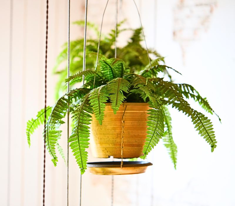 20 Best Indoor Ferns Grow At Home Garden Dust