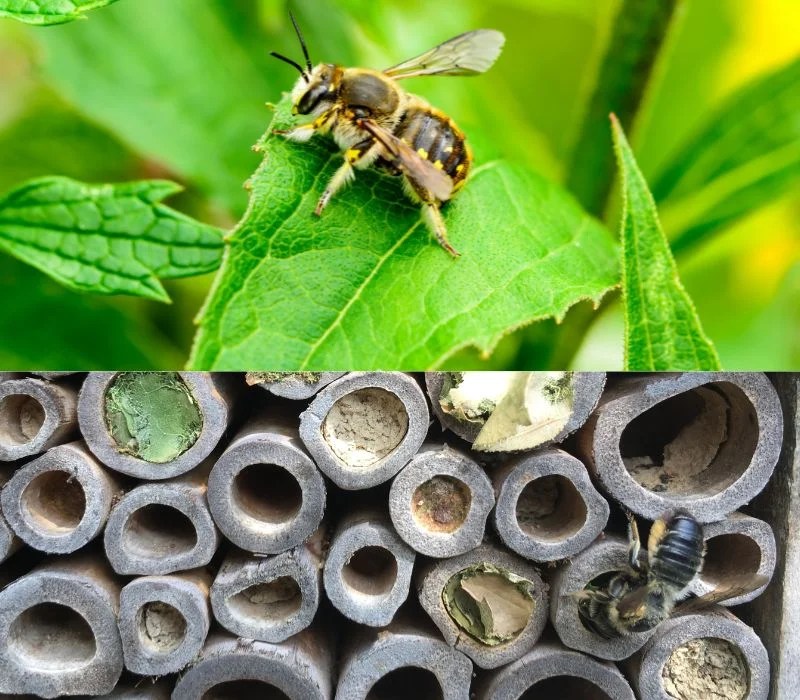 How To Control Leaf Cutter Bee6 methods Garden Dust