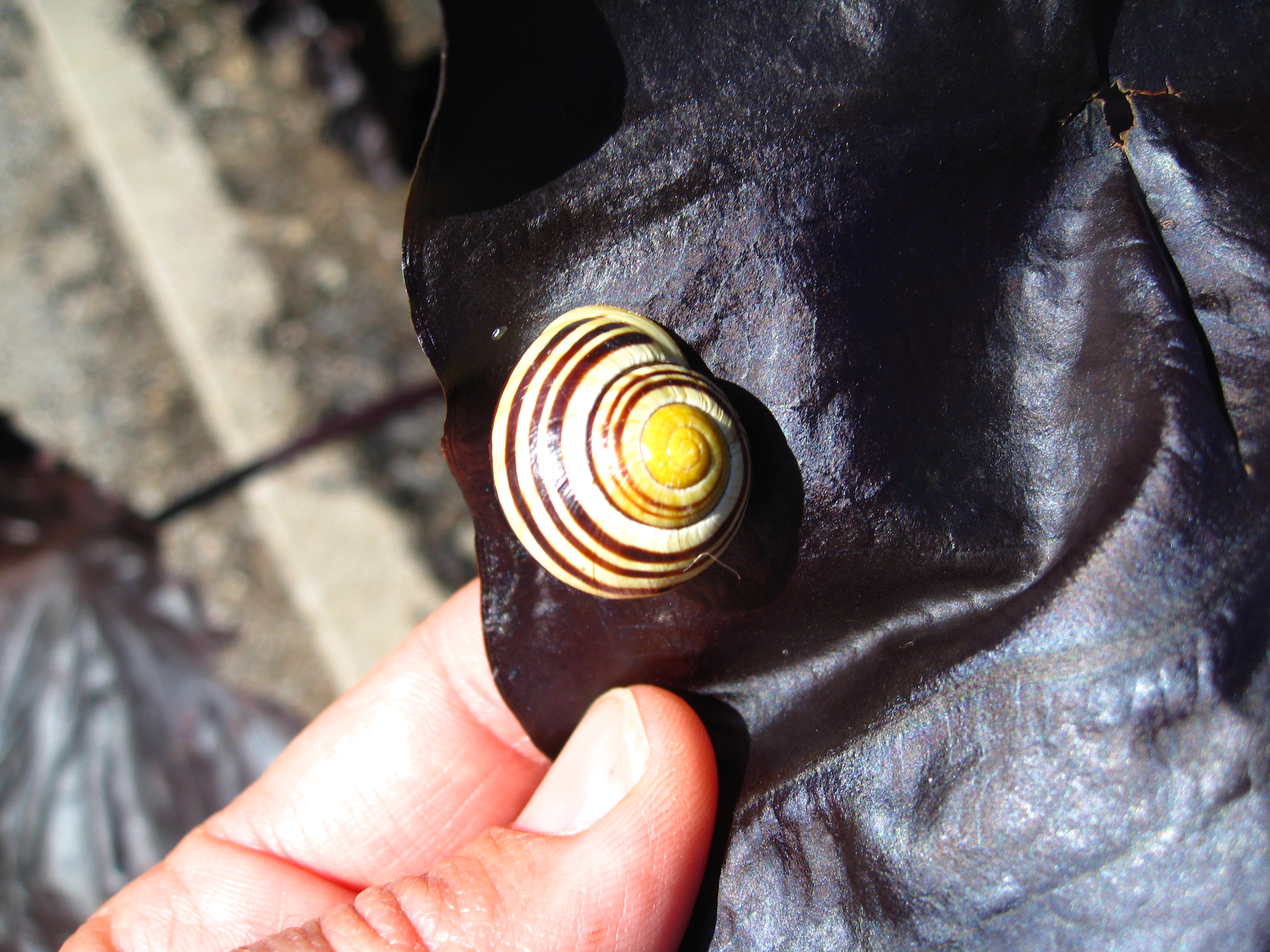 Field Trip Quebec City Gardens Roger Van den Hende Botanical Gardens