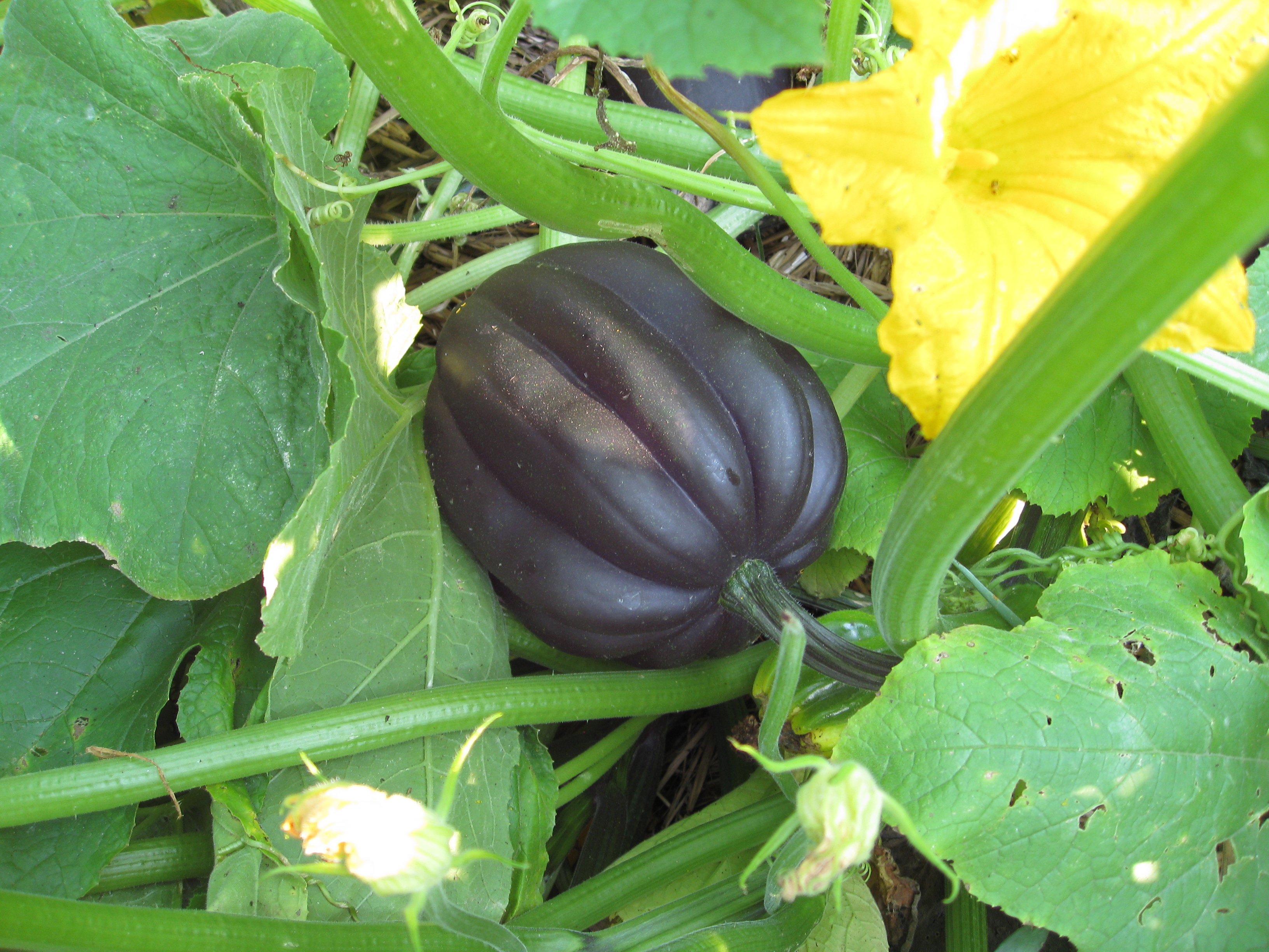 Field Trip Quebec City Community Gardens Gardenerd