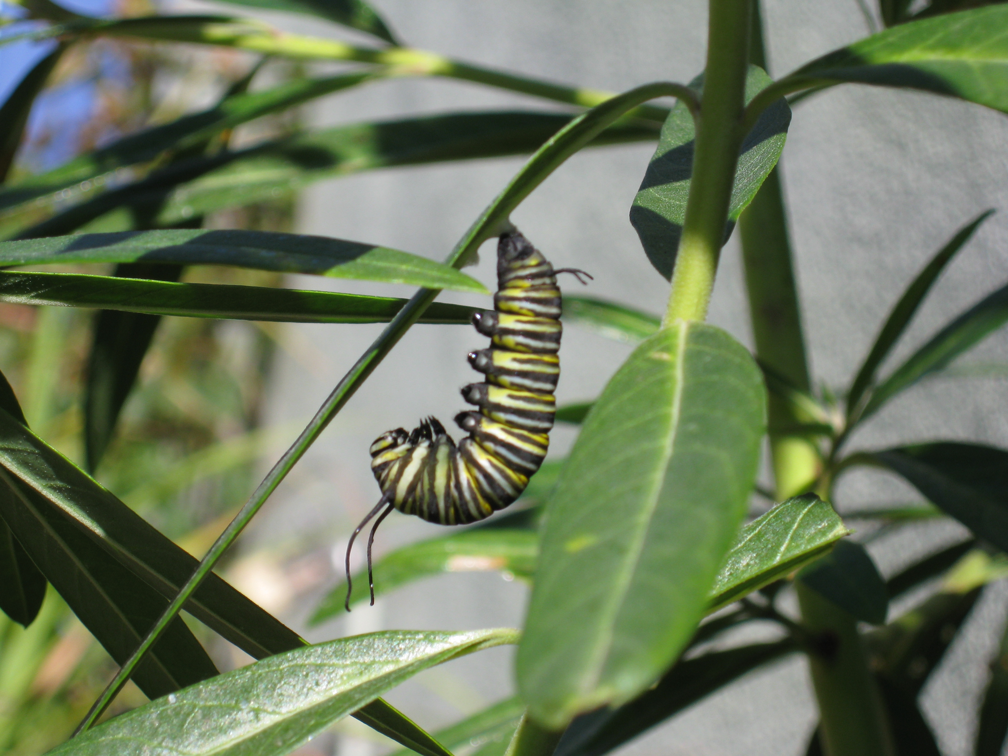 Milkweed and Monarchs Update Gardenerd