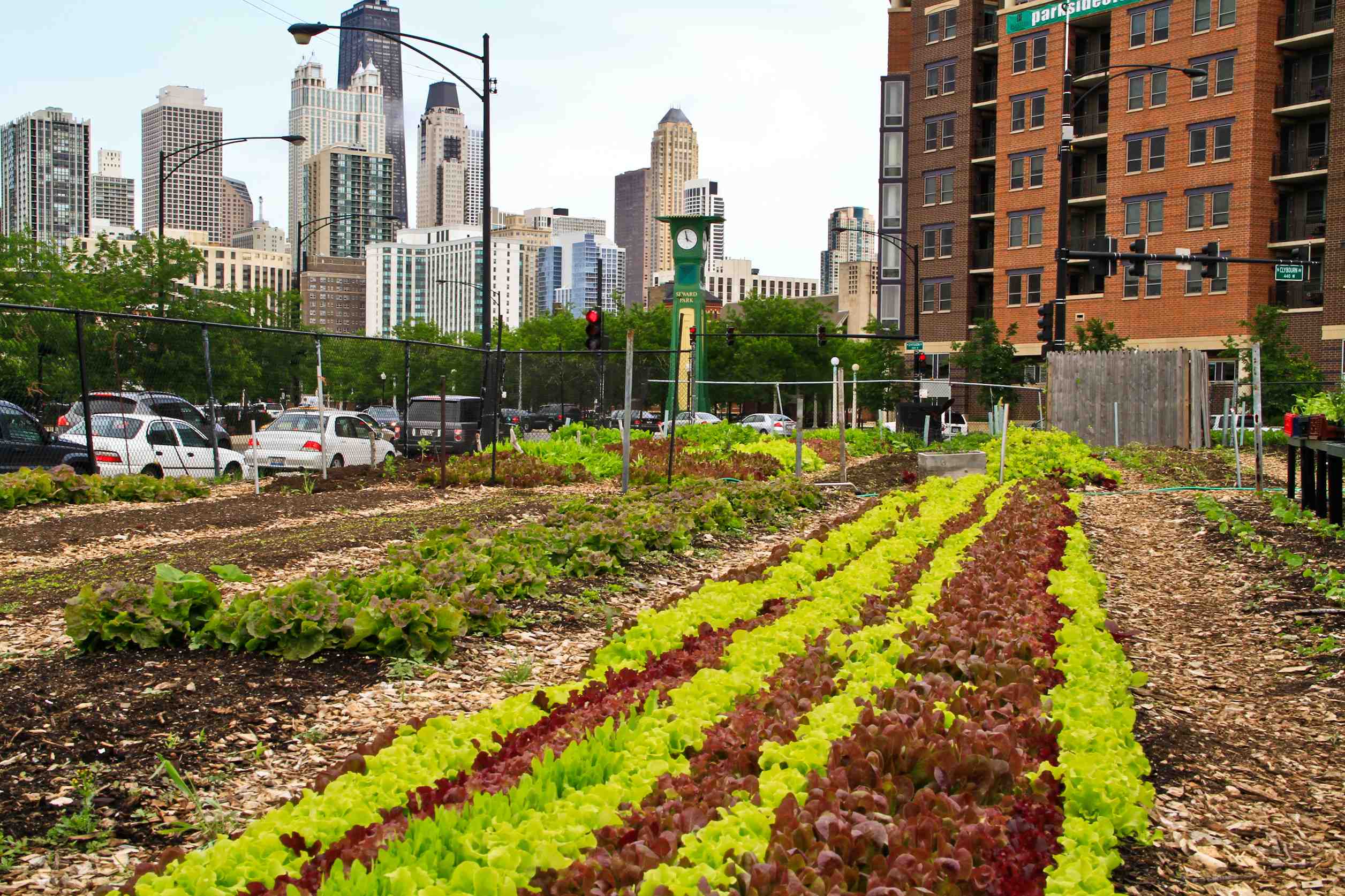 Growing Food in Growing Cities Gardenerd