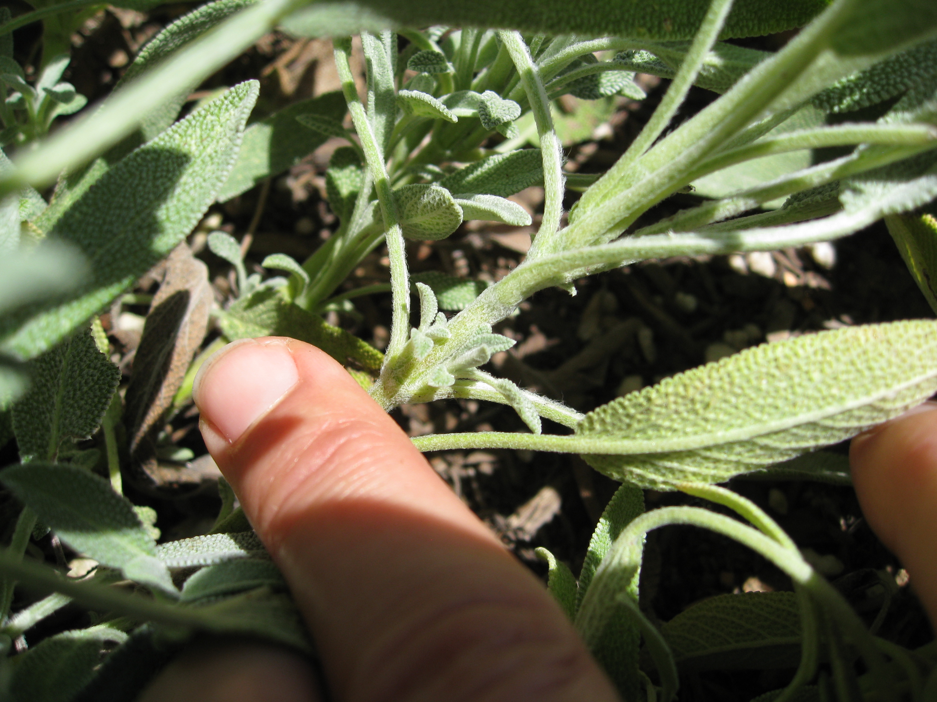 Harvesting Sage Gardenerd