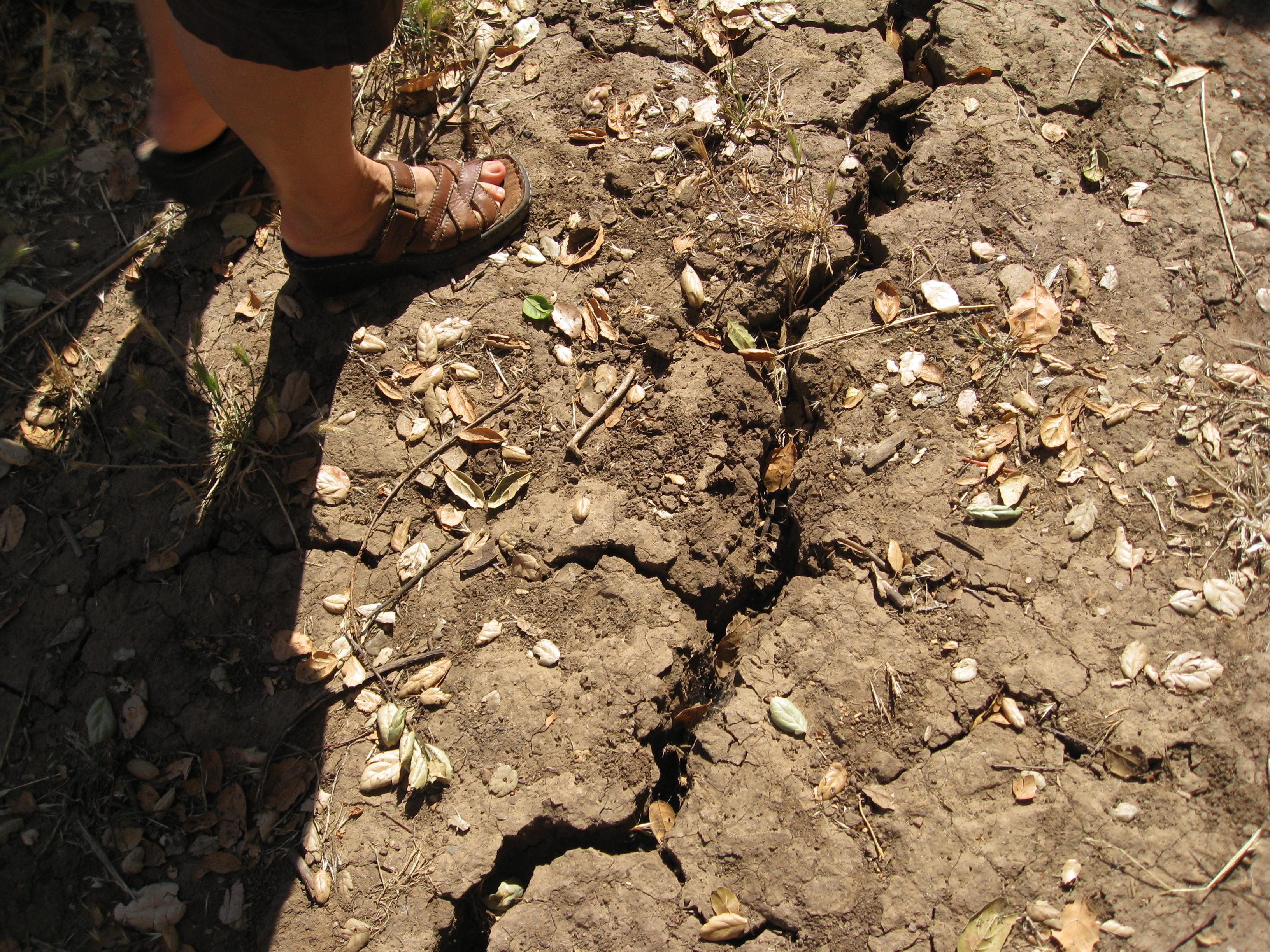 Soil Food Web Intensive Part 1 Gardenerd