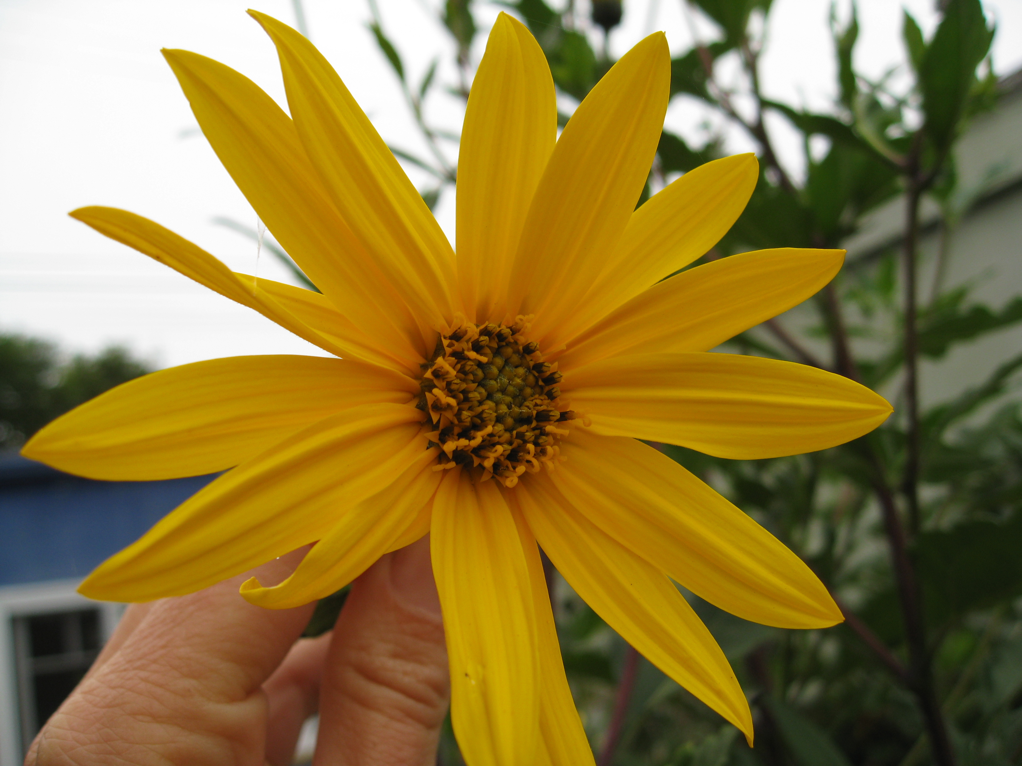 Growing Jerusalem Artichokes In Florida at Russell ODonnell blog